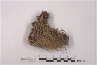 藏品(分枝石蕊)的圖片